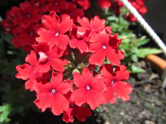 verbina - Diverse 2 - Gradina cu flori
