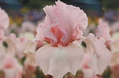 iris pallida pink tafetta .8,29 lei