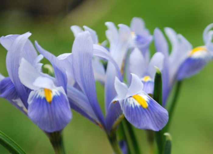 iris reticulata cantab 0,71 lei - litera i