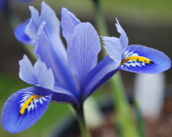 iris reticulata gordon 0,55 lei - litera i