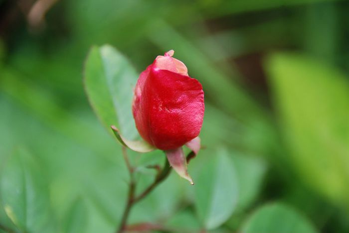 18.05.2014c - Rosa Chinensis Mutabilis