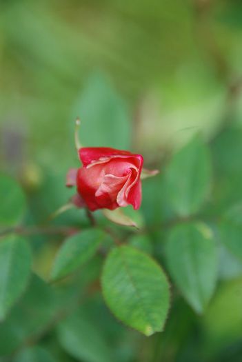 18.05.2014a - Rosa Chinensis Mutabilis