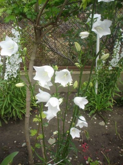  - Campanula 2014