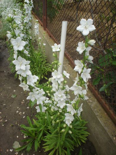  - Campanula 2014