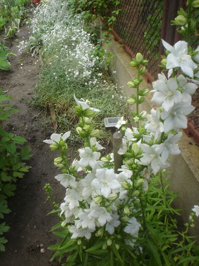  - Campanula 2014