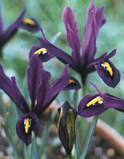 iris reticulata j s dijt 0,46 lei - litera i