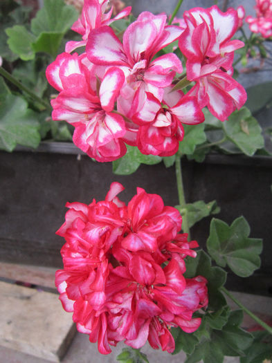 IMG_2813 - flori