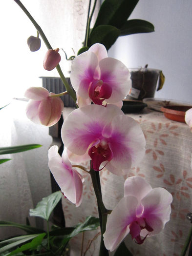 IMG_2818 - flori