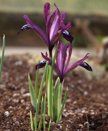 iris reticulata purple gem 0,58 lei - litera i