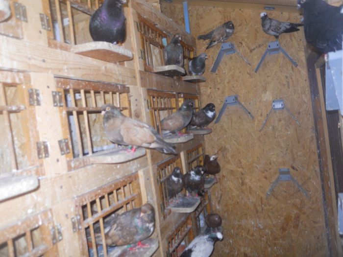 DSCN2330 - 1805 Catalin Radu