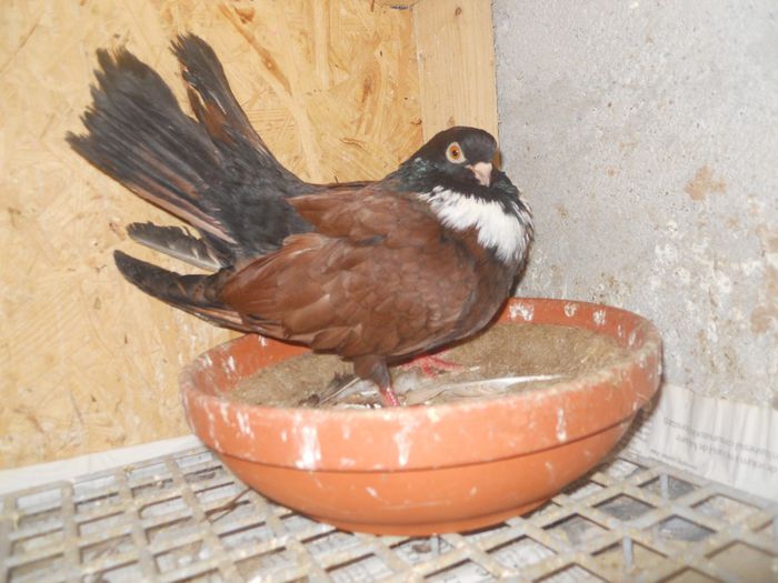 DSCN2332 - 1805 Catalin Radu