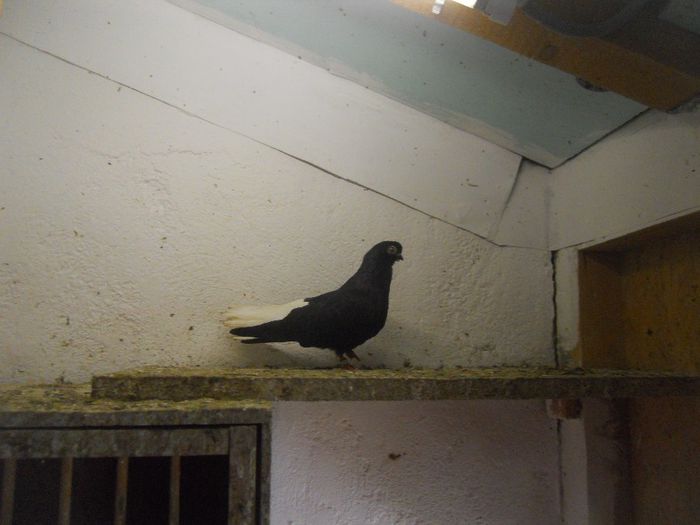 DSCN2333 - 1805 Catalin Radu