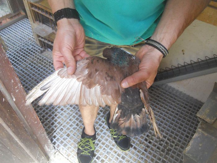 DSCN2338 - 1805 Catalin Radu