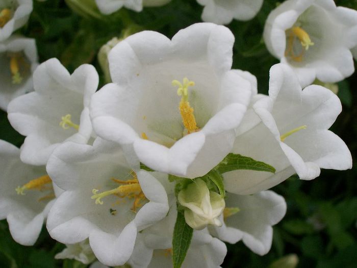 canterbury bells