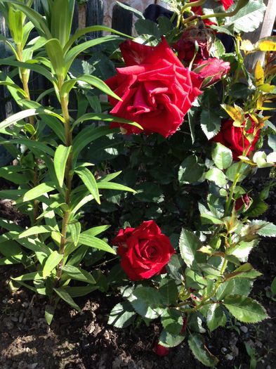 image - Flori - 2014