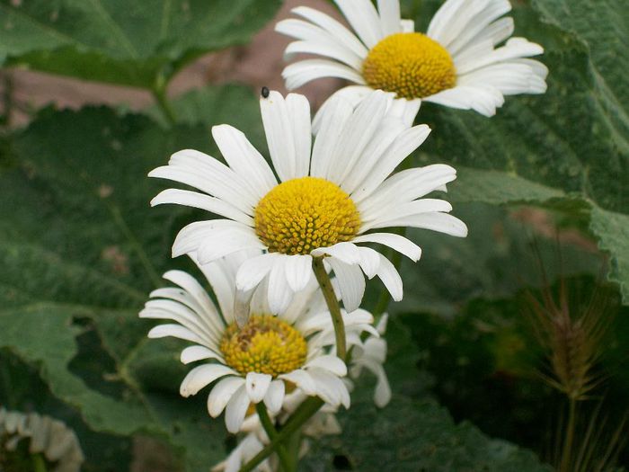 margarete - Flori din gradina mea