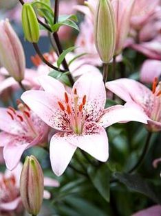 lillium asiatic pink 2,69 lei - litera l