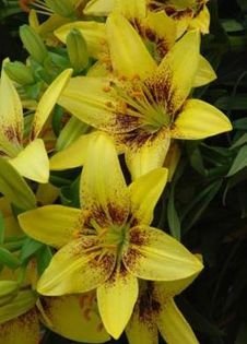 lillium asiatic yellow 2,66 lei - litera l