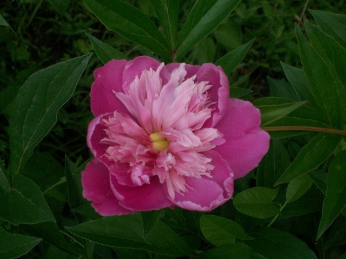bujorii mei roz - Flori din gradina mea