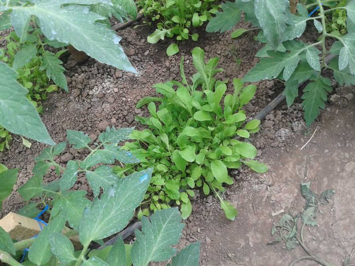 rucola, din nou