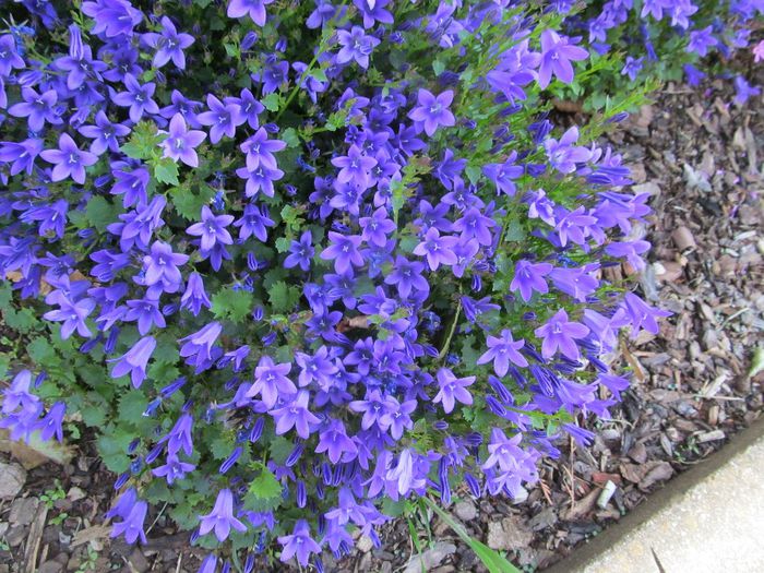  - Diverse 2 - Gradina cu flori