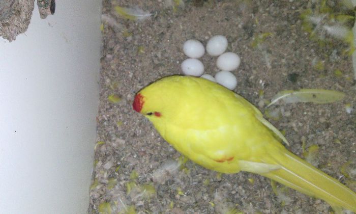 a doua serie 2014 - PAPAGALI KAKARIKI