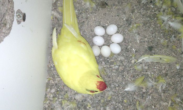 a doua serie 2014 - PAPAGALI KAKARIKI