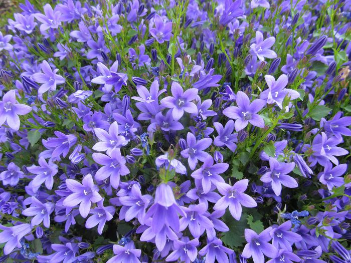  - Diverse 2 - Gradina cu flori