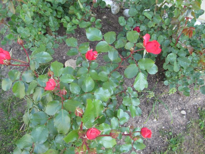  - Diverse 2 - Gradina cu flori