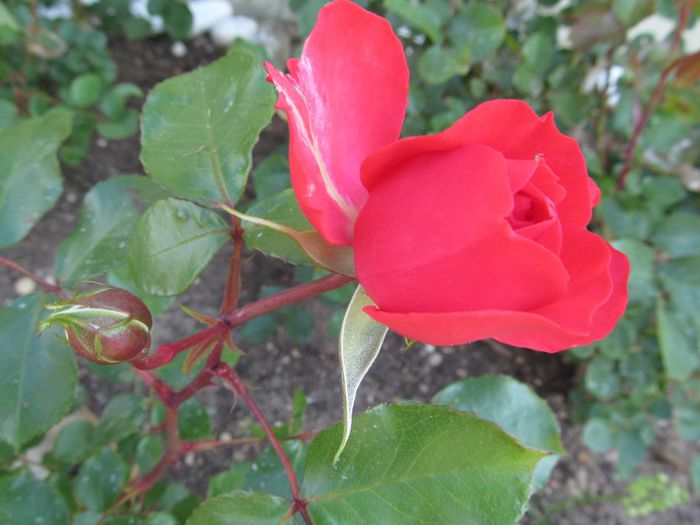  - Diverse 2 - Gradina cu flori