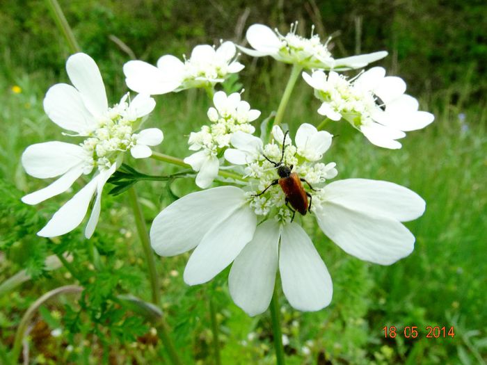 DSC03451 - Diverse insecte