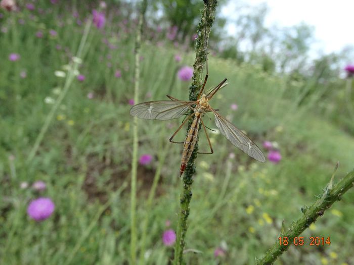 DSC03516 - Diverse insecte