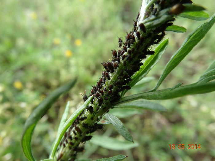 DSC03515 - Diverse insecte