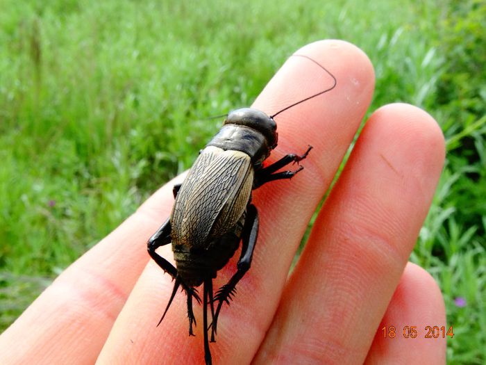 DSC03500 - Diverse insecte