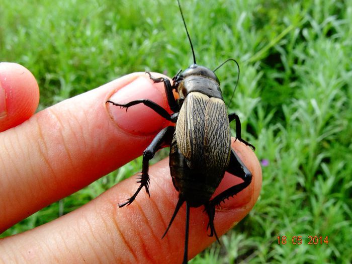 DSC03501 - Diverse insecte