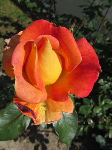  - Diverse 2 - Gradina cu flori