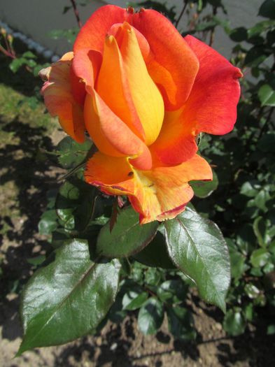  - Diverse 2 - Gradina cu flori