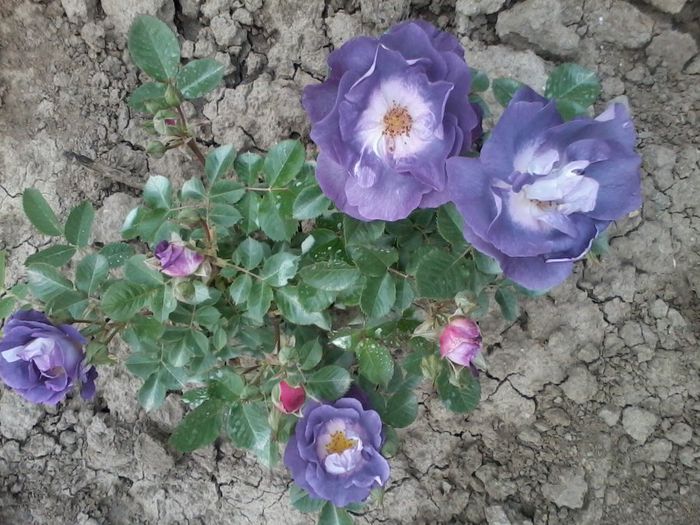2014-05-13 15.51.46