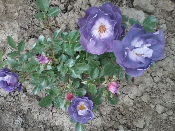 2014-05-13 15.51.53