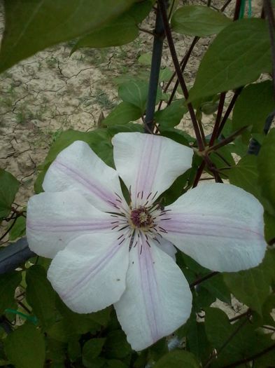 clematis Jan Pawel II