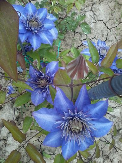 clematis multi blue