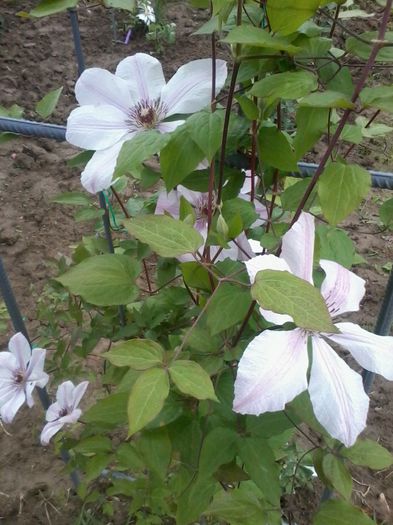 clematis Jan Pawel II