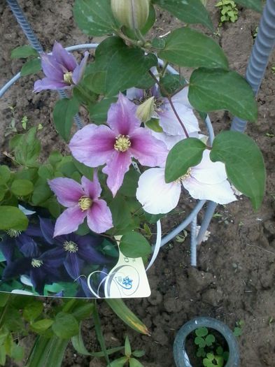 clematis piilu