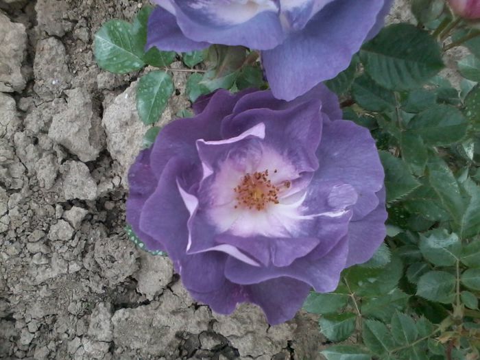 blue for you