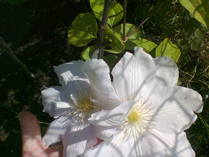 Marie Boisselot /18 mai 2014 - clematis 2014