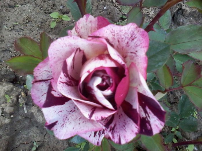 2014-05-18 13.49.55