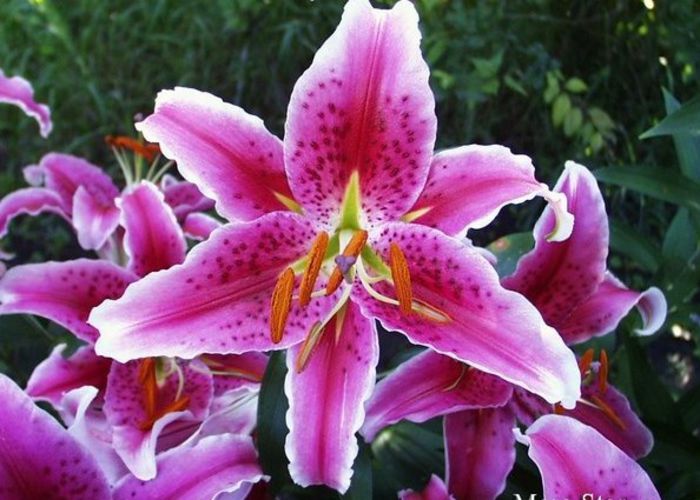 lillium oriental mero star 2,73 lei - litera l