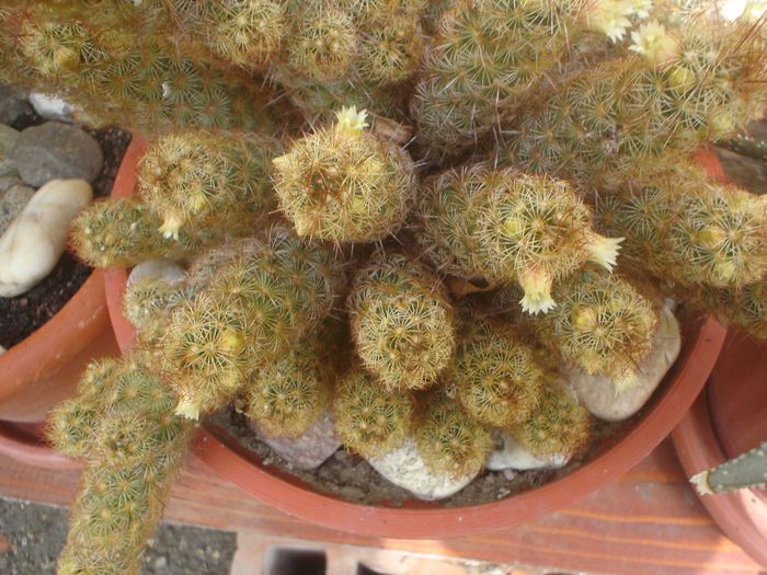cactus - 05 LUNA MAI 2014
