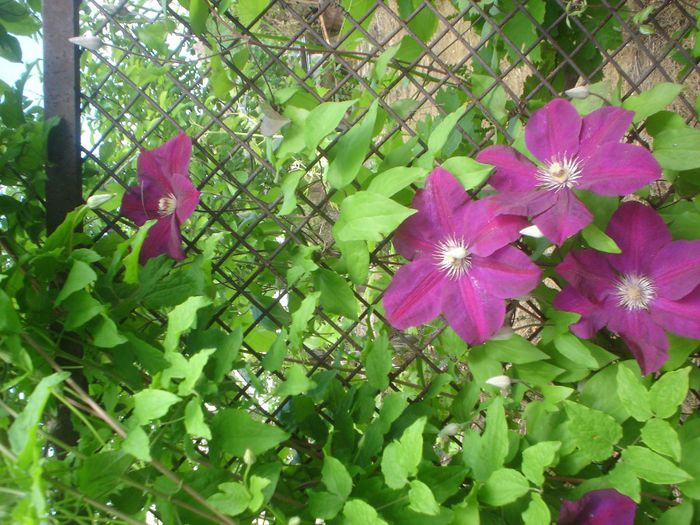 clematis Rouge Cardinal - 05 LUNA MAI 2014