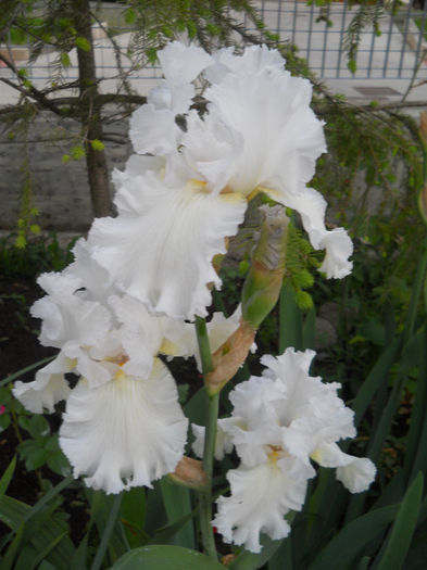 Pure at the iris - irisi 2014